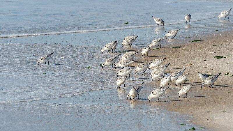 File:Sanderlings (72649).jpg