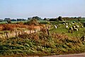 Seestermüher Marsh