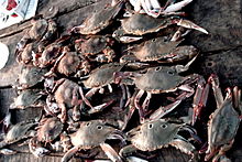 St. Martin's Crab.jpg