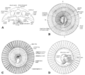 Thumbnail for version as of 05:14, 23 January 2023