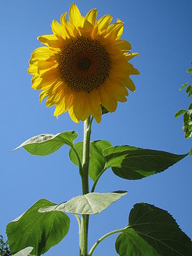 Helianthus annuus