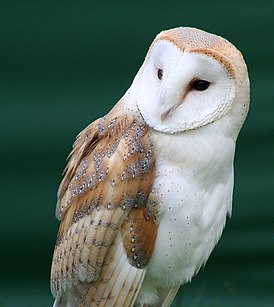 Сипуха (Tyto alba)