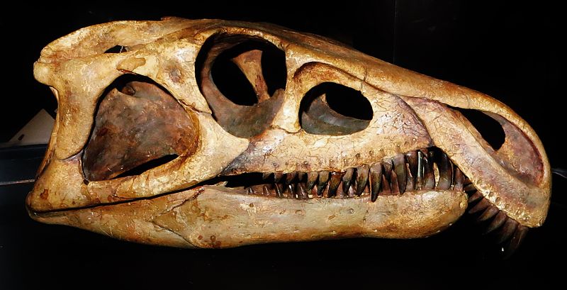 File:Archosaurus rossicus skull.JPG