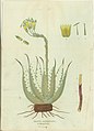 Ágave americano o maguey con detalles de la flor, pistilo, cáliz, estambre, y una porción de la raíz, grabado de José Rubio para la Demostración de las eficaces virtudes nuevamente descubiertas... (Madrid: 1794).