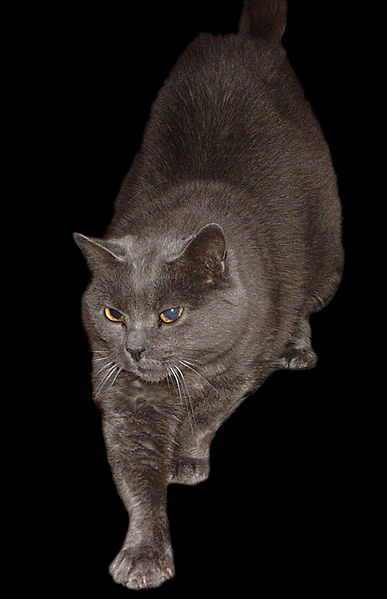 File:Chartreux Cat 1.jpg