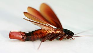 Female cockroach (Periplaneta fuliginosa) with ootheca