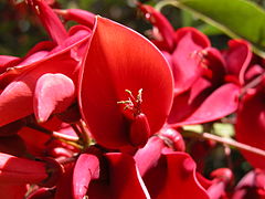 Flor del ceibo, la flor nacional.