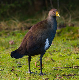 Tasmanian Native-hen