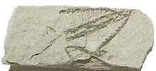 Graptolite tetragraptus cropped.jpg