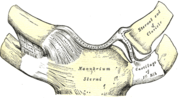 Thumbnail for Sternoclavicular joint