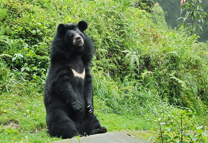 Файл:Himalayan bear.jpg