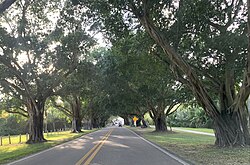 Banyan Trees on Hobe Sound Beach in Jupiter Island