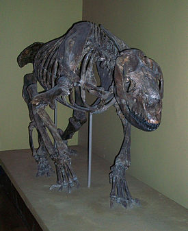 Homalodotherium cunninghanni