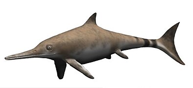 The ancient Ichthyosaurus communis independently evolved flippers similar to dolphins