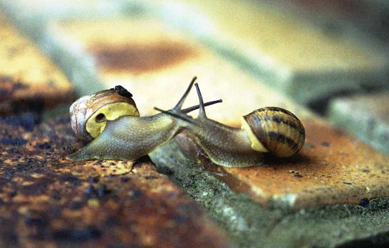 Archivo:Kissingsnails.jpg