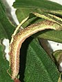 Last instar of Risoba diversipennis eating