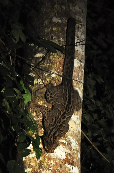 Файл:Marbled cat borneo.jpg