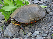 A southern painted turtle under very clear water facing to the right