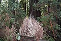 Example of an Albino Redwood tree in Montgomery Redwood State Reserve