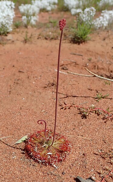 File:P9270030 Drosera burmanni 01.jpg