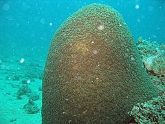 Colonia de 60 cm de alto en isla Lizard, Australia