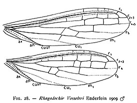 Крылья самца Rhagadochir vosseleri