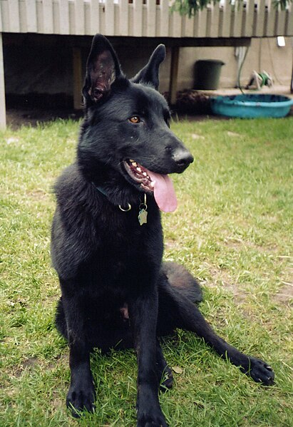 File:SolidBlackGSD-1-Year.jpg