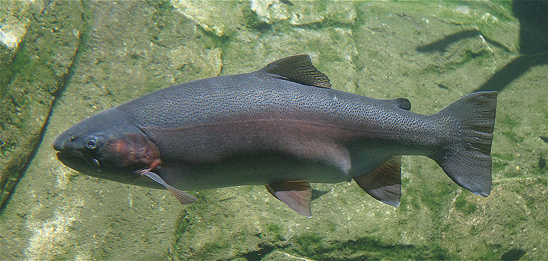 File:Steelhead.jpg