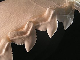 Tiger shark teeth are oblique and serrated to saw through flesh