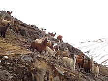 Llamas en la cumbre