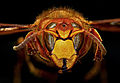 Vespa crabro