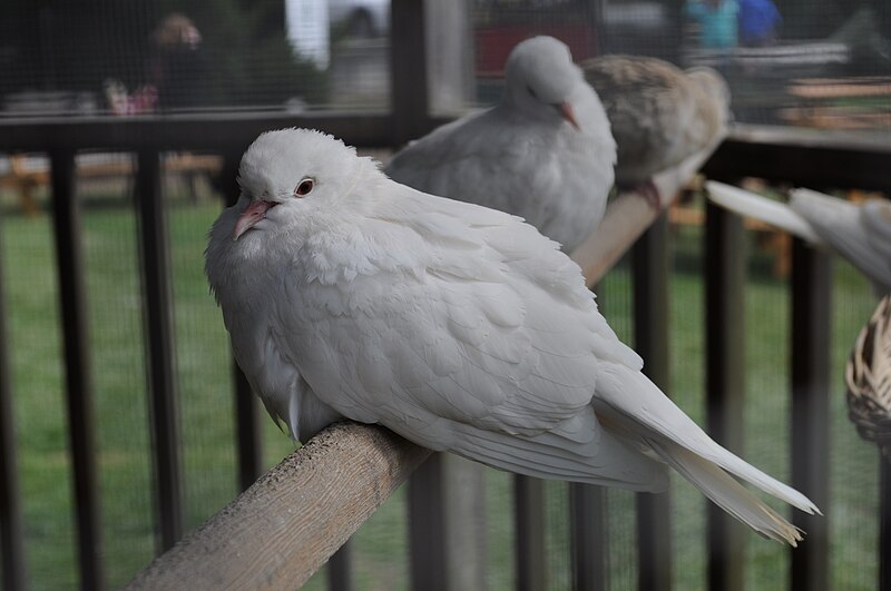 File:White Barbary Dove 01.jpg