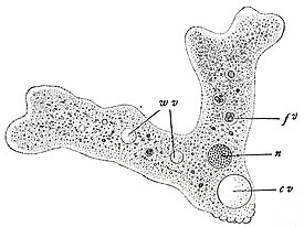 Amoeba proteus