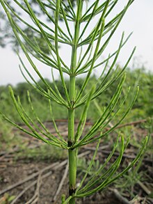 20190524Equisetum arvense3.jpg