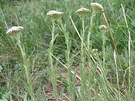 Achillea setacea