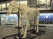 Skeleton of a female African bush elephant on display at the Museum of Osteology, Oklahoma City