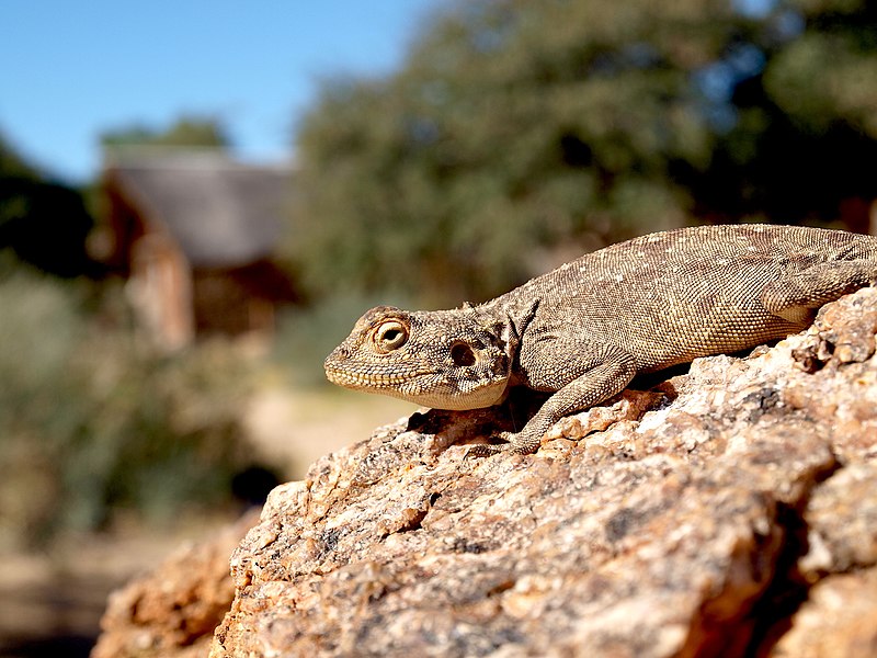 File:Agame Canon Lodge Namibia.jpg