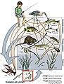 Image 22Example of a river food web. Bacteria can be seen in the red box at the bottom. Bacteria (and other decomposers, like worms) decompose and recycle nutrients back to the habitat, which is shown by the light blue arrows. Without bacteria, the rest of the food web would starve, because there would not be enough nutrients for the animals higher up in the food web. The dark orange arrows show how some animals consume others in the food web. For example, lobsters may be eaten by humans. The dark blue arrows represent one complete food chain, beginning with the consumption of algae by the water flea, Daphnia, which is consumed by a small fish, which is consumed by a larger fish, which is at the end consumed by the great blue heron. (from River ecosystem)