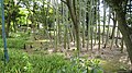 Shoots of bamboo, emerging from the ground