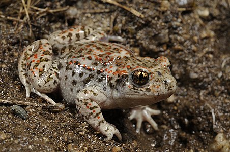 Iberian midwife toad, by Benny Trapp