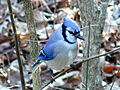 Cyanocitta cristata cristata in Johnston County, North Carolina