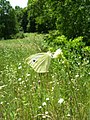 Cabbage White, Pieris rapae