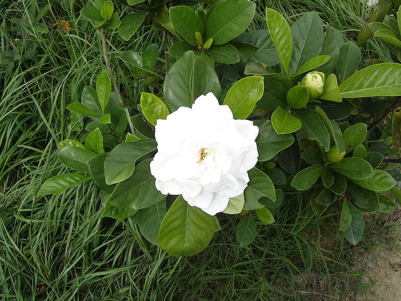 File:Camellia japonica.JPG