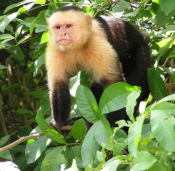 Файл:Capuchin Costa Rica.jpg