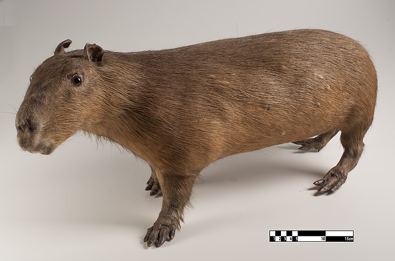 Archivo:Capybara at MAV-USP.jpg