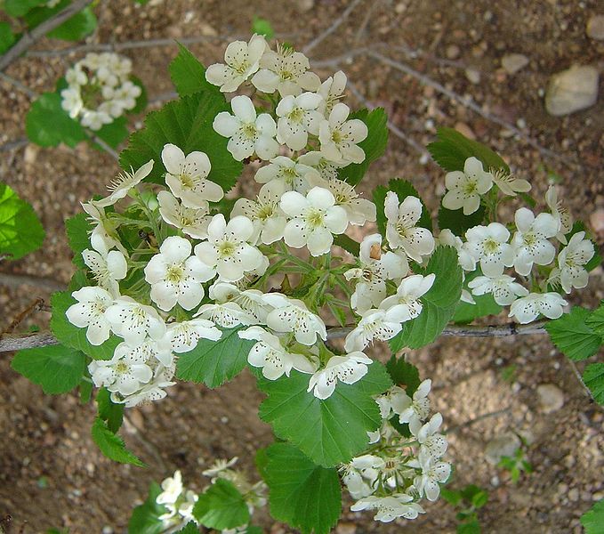 File:Crataegus-mollis-flowers.jpg