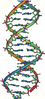 The double helix structure of DNA