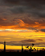 Moments after Dawn in Joshua Tree, California