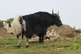 Domestic Yak