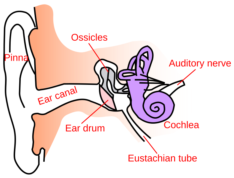 Файл:Ear-anatomy-text-small-en.svg